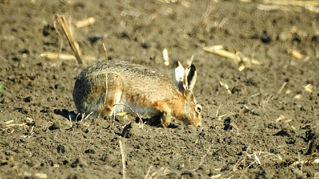 Csodálatos természet 11